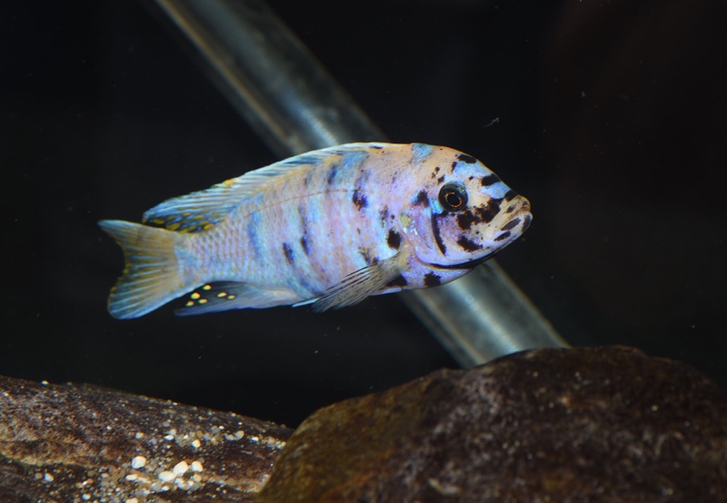 Maylandia zebra 'Mitande Reef (Rocks)'